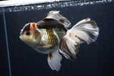 Thai Oranda  Tricolor 6 Inch (ID#1108To6c-111)