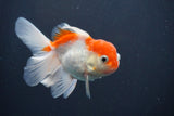 Juvenile Thai Oranda  Red White 3.5 Inch (ID#906To13bpt6-53) Free2Day SHIPPING