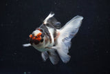 Juvenile Thai Oranda  Tricolor 4 Inch (ID#1018To13b-93) Free2Day SHIPPING