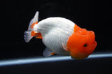Lionchu  Red White 4.5 Inch (ID#311R12b-88) Free2Day SHIPPING