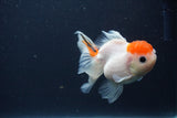 Juvenile Thai Oranda  Sakura 4 Inch (ID#1231To13b-78) Free2Day SHIPPING