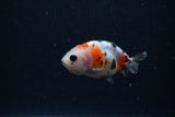 Baby Ranchu  Calico 2.5 Inch (ID#1224R9c-24) Free2Day SHIPPING