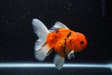 Thai Oranda  Calico 4.5 Inch (ID#1210To5b-97) Free2Day SHIPPING