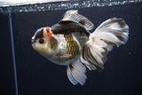 Thai Oranda  Tricolor 6 Inch (ID#1108To6c-111)