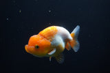 Juvenile Lionchu  Red White 3 Inch (ID#920R11b-61) Free2Day SHIPPING