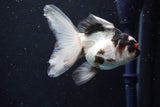 Juvenile Thai Oranda  Tricolor 4 Inch (ID#1018To13b-93) Free2Day SHIPPING