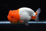 Lionchu  Red White 4.5 Inch (ID#311R12b-88) Free2Day SHIPPING