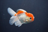 Juvenile Thai Oranda  Red White 3.5 Inch (ID#906To13bpt6-53) Free2Day SHIPPING