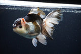 Thai Oranda  Tricolor 6 Inch (ID#1108To6c-111)