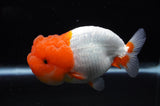 Lionchu  Red White 4.5 Inch (ID#311R12b-88) Free2Day SHIPPING
