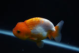 Juvenile Lionchu  Red White 3 Inch (ID#920R11b-61) Free2Day SHIPPING