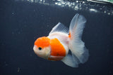 Juvenile Thai Oranda  Sakura 4 Inch (ID#1231To13b-78) Free2Day SHIPPING