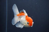 Juvenile Thai Oranda  Red White 3.5 Inch (ID#906To13bpt6-53) Free2Day SHIPPING