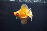 Butterfly  Red White 3.5 Inch (ID#415B8b-35) Free2Day SHIPPING