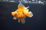 Butterfly  Red White 3.5 Inch (ID#415B8b-35) Free2Day SHIPPING