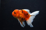 Thai Oranda  Calico 4.5 Inch (ID#1210To5b-97) Free2Day SHIPPING