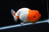Lionchu  Red White 4.5 Inch (ID#311R12b-88) Free2Day SHIPPING