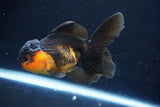 Juvenile Thai Oranda  Red Black 4 Inch (ID#1018To13b-94) Free2Day SHIPPING