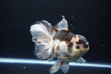 Thai Oranda  Tricolor 6 Inch (ID#1108To6c-111)