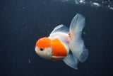 Juvenile Thai Oranda  Sakura 4 Inch (ID#1231To13b-78) Free2Day SHIPPING