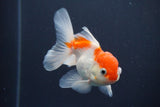 Juvenile Thai Oranda  Red White 3.5 Inch (ID#906To13bpt6-53) Free2Day SHIPPING