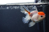 Juvenile Thai Oranda  Sakura 4 Inch (ID#1231To13b-78) Free2Day SHIPPING