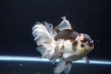 Thai Oranda  Tricolor 6 Inch (ID#1108To6c-111)