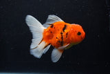 Thai Oranda  Calico 4.5 Inch (ID#1210To5b-97) Free2Day SHIPPING