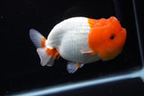 Lionchu  Red White 4.5 Inch (ID#311R12b-88) Free2Day SHIPPING