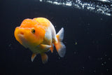 Juvenile Lionchu  Red White 3 Inch (ID#920R11b-61) Free2Day SHIPPING