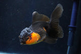 Juvenile Thai Oranda  Red Black 4 Inch (ID#1018To13b-94) Free2Day SHIPPING