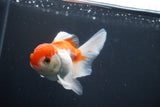 Juvenile Thai Oranda  Red White 3.5 Inch (ID#906To13bpt6-53) Free2Day SHIPPING