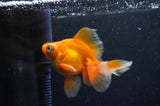 Butterfly  Red White 3.5 Inch (ID#415B8b-35) Free2Day SHIPPING