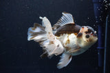 Thai Oranda  Tricolor 6 Inch (ID#1108To6c-111)