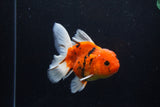 Thai Oranda  Calico 4.5 Inch (ID#1210To5b-97) Free2Day SHIPPING