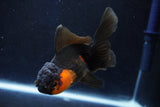 Juvenile Thai Oranda  Red Black 4 Inch (ID#1018To13b-94) Free2Day SHIPPING