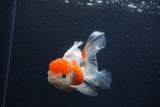 Juvenile Thai Oranda  Sakura 4 Inch (ID#1231To13b-78) Free2Day SHIPPING