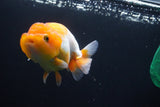 Juvenile Lionchu  Red White 3 Inch (ID#920R11b-61) Free2Day SHIPPING