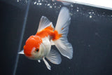 Juvenile Thai Oranda  Red White 3.5 Inch (ID#906To13bpt6-53) Free2Day SHIPPING