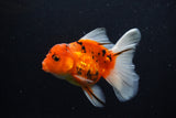 Thai Oranda  Calico 4.5 Inch (ID#1210To5b-97) Free2Day SHIPPING