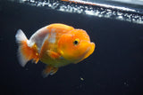 Juvenile Lionchu  Red White 3 Inch (ID#920R11b-61) Free2Day SHIPPING