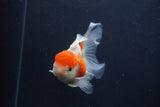 Juvenile Thai Oranda  Sakura 4 Inch (ID#1231To13b-78) Free2Day SHIPPING