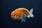 Ranchu  Sakura 4 Inch (ID#221R1c-46) Free2Day SHIPPING