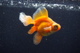 Butterfly  Red White 3.5 Inch (ID#415B8b-35) Free2Day SHIPPING