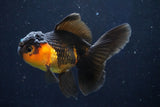 Juvenile Thai Oranda  Red Black 4 Inch (ID#1018To13b-94) Free2Day SHIPPING