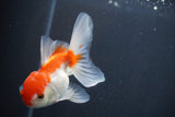 Juvenile Thai Oranda  Red White 3.5 Inch (ID#906To13bpt6-53) Free2Day SHIPPING