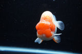 Lionchu  Red White 4 Inch (ID#311R12b-89) Free2Day SHIPPING