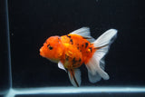 Thai Oranda  Calico 4.5 Inch (ID#1210To5b-97) Free2Day SHIPPING