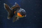 Juvenile Thai Oranda  Red Black 4 Inch (ID#1018To13b-94) Free2Day SHIPPING