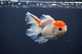 Juvenile Thai Oranda  Sakura 4 Inch (ID#1231To13b-78) Free2Day SHIPPING